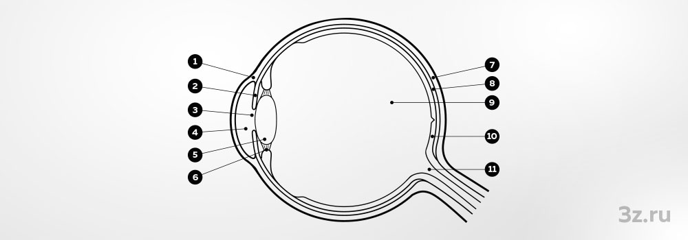 1 — Роговица. 2 — Радужка. 3 — Зрачок. 4 — Передняя камера глаза. 5 — Хрусталик. 6 — Цилиарное тело. 7 — Склера. 8 — Сосудистая оболочка. 9 — Стекловидное тело. 10 — Сетчатка. 11 — Зрительный нерв.